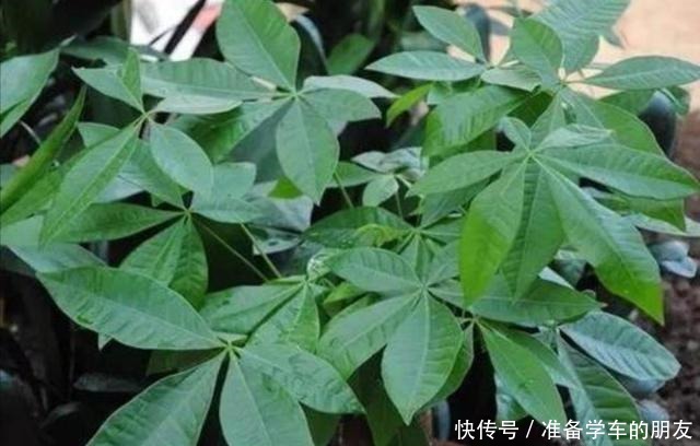 2种漂亮的绿植不用买,枝条扦插生根快,成活率高!