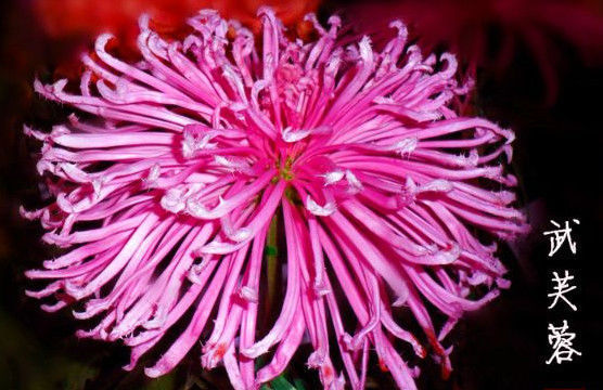 喜欢菊花，就养这几盆“菊中珍品”，似赤夜繁星花团锦簇