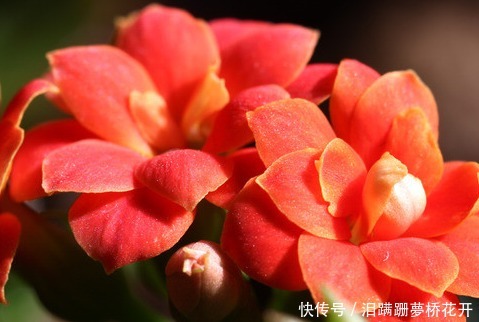 长寿花喂点这些垃圾,既实用又省花肥,轻松爆盆拦不住