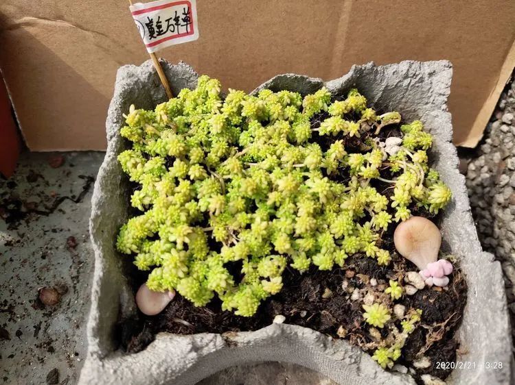 养肉多年的新手我相信它们一定可以变得更美丽！