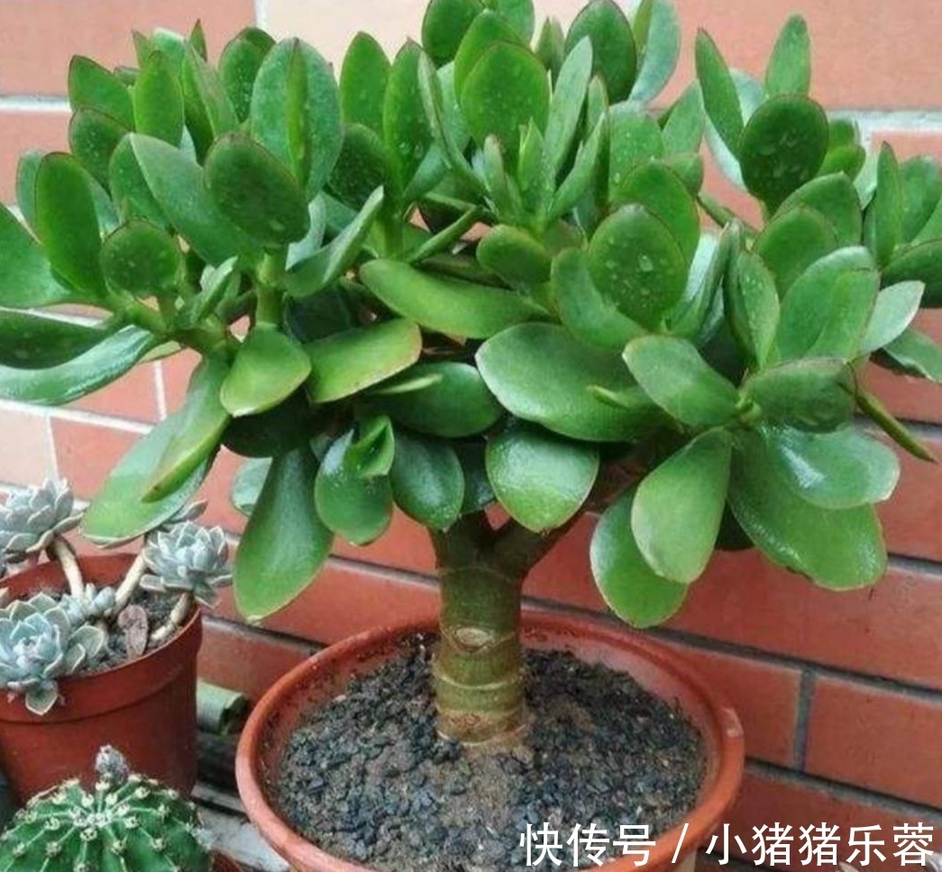 夏天|天热了,5种花已经“休眠”,切记不能频繁浇水