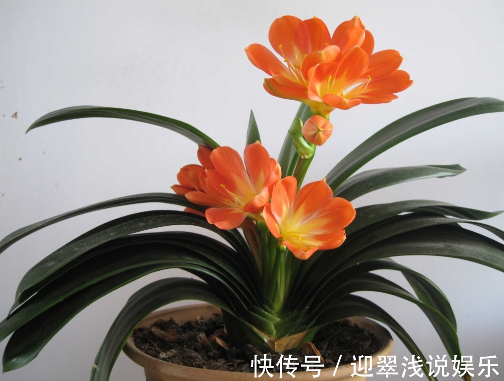 有这些“特征”的人不适合养花,一般养一盆死一盆