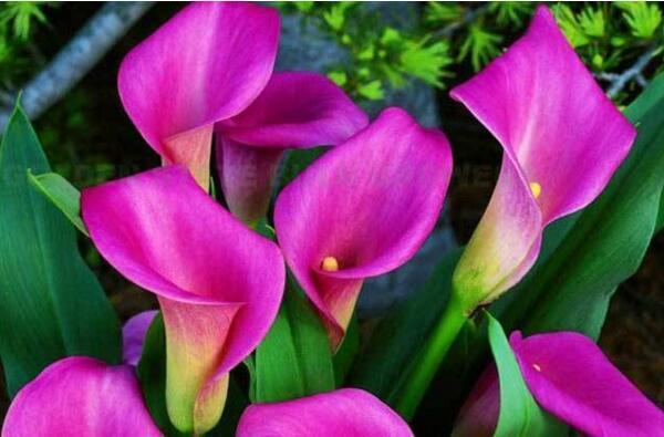 颜值担当，气质貌美，这样的彩色马蹄莲谁能不爱