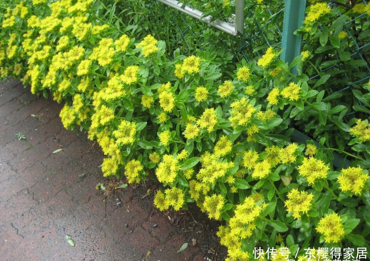 春夏季节开满金黄色花朵的三七景天,很好养的多肉,基本零难度