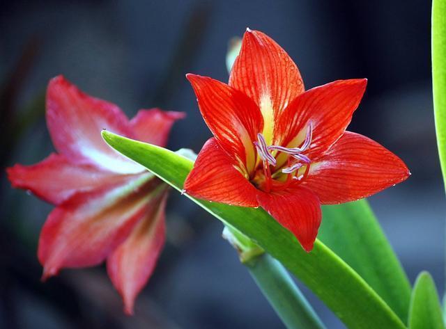 花亭|家养几种植物，阳台开出花海，满树都是花朵，漂亮极了