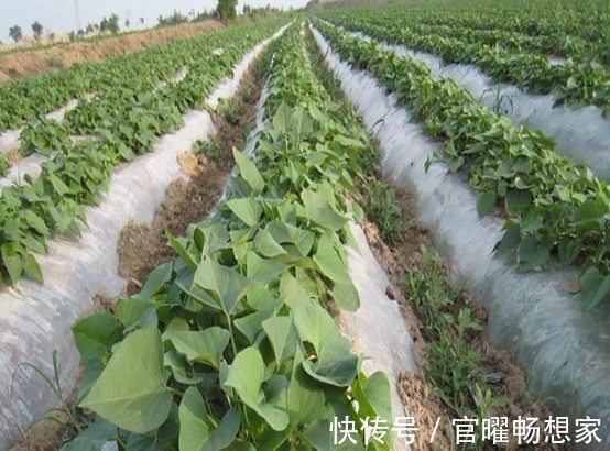 紫薯属于红薯的一种，营养价值比较高，种植紫薯种植前景如何呢