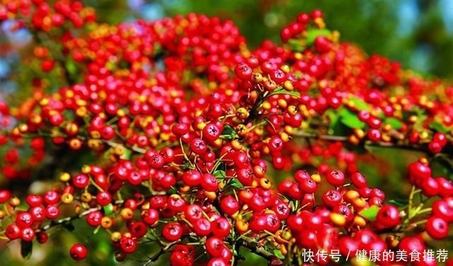 火棘|这种“树”,在农村被当柴火,殊不知花市卖得可贵,你认识几种