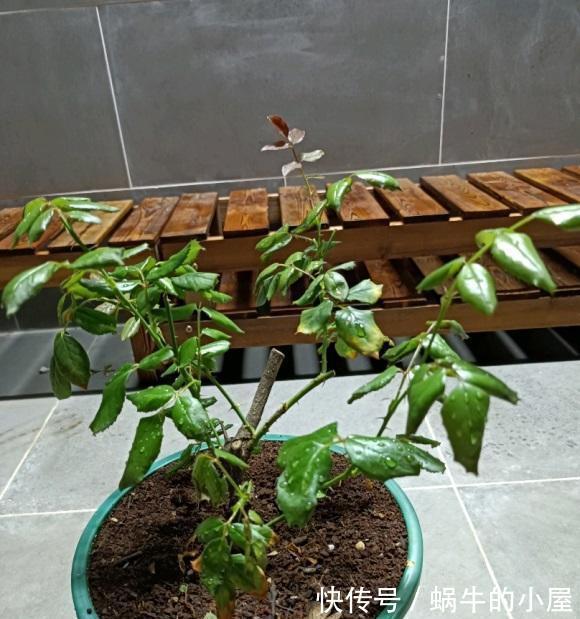 中苗|网购月季,选好品种,货比三家,多看评论,买中苗最划算!