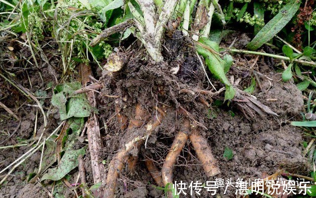 遇见|人称“金不换”，农村遇见，请别拔掉，因为“根部”价值极高