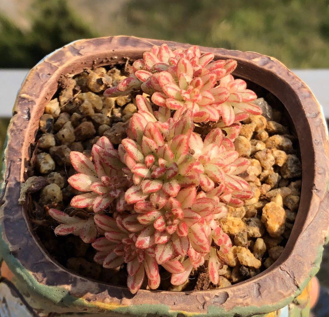 多肉植物|3种“不起眼”的多肉,原本无人问津,后期成网红抢手货,抢着要