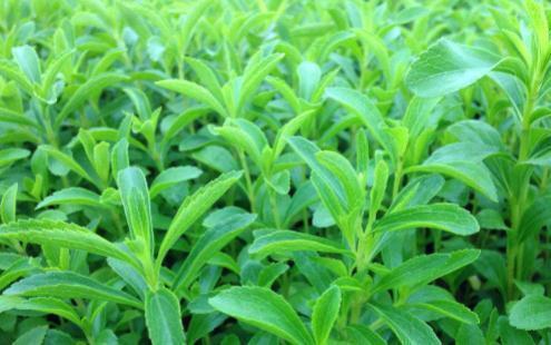 低热量|山中一种“野草”,叶子甜腻腻,低热量、不发胖,你们吃过吗?