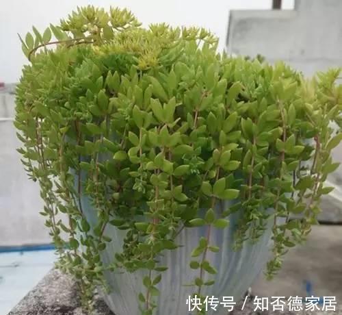 虎皮兰虎尾兰|6种绿植怎么养都不会死，怪不得这么多人喜欢