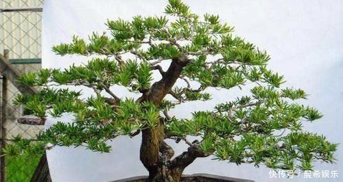 罗汉松盆景观赏价值高,罗汉松盆景养护注意什么