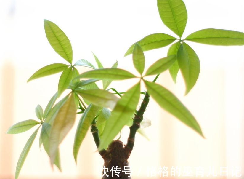 要想养好发财树,3个养护小知识必须要记牢,不然会出现枯枝败叶