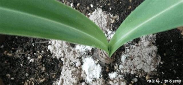  黄豆|兰花爱吃这2种“粉”，什么黄豆水、过期药都不如它，效果出奇好