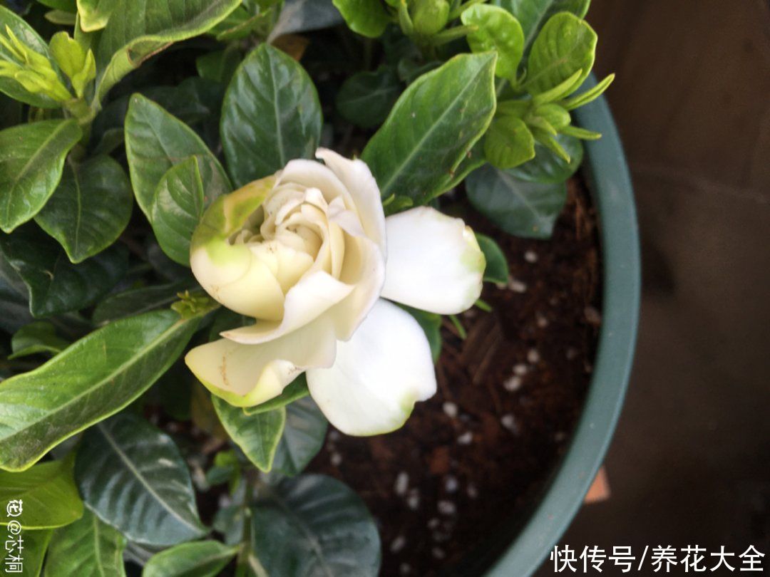 花苞|天热了，20种花最怕浇水，浇得越多，死得越快