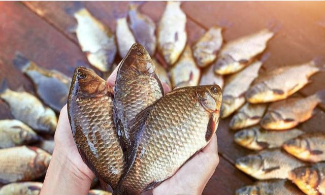 钓鱼高手不会告诉你的诱饵与技巧,小鱼不闹窝,大鱼全上钩!