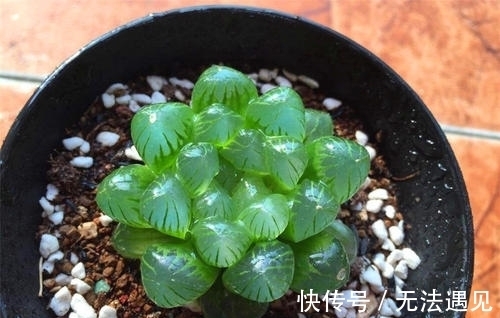 4种多肉植物,再喜欢也别养,号称“徒神”,养起来心累!