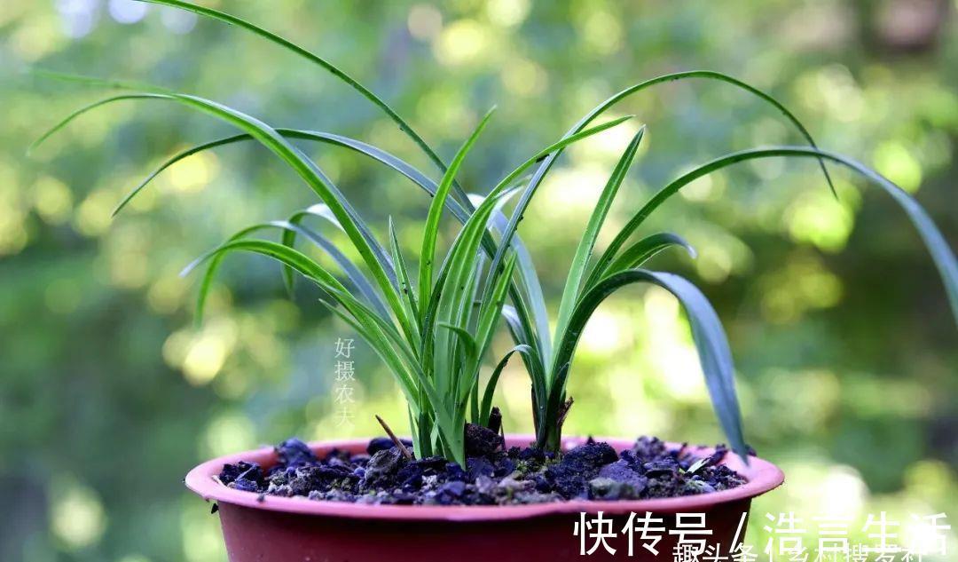 芒种|三分种、七分养，芒种时节的兰花，如何养出浓绿的叶子？