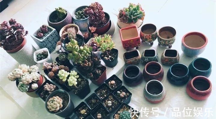 多肉也有缺水信号，找到后浇透，轻松养10年