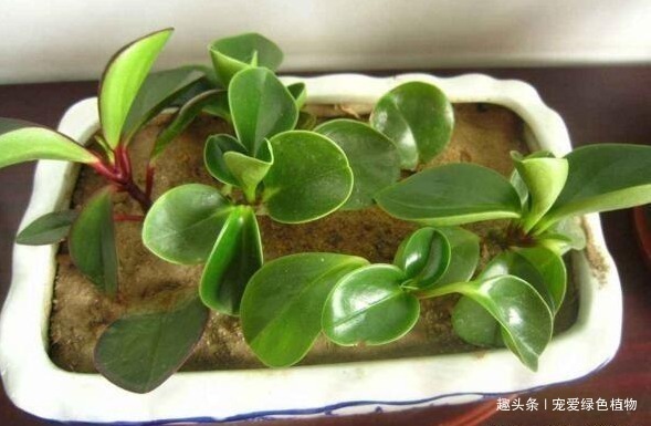 有害气体|养上“3种花”,就像请了“守护神”,一家老小“身体好”!