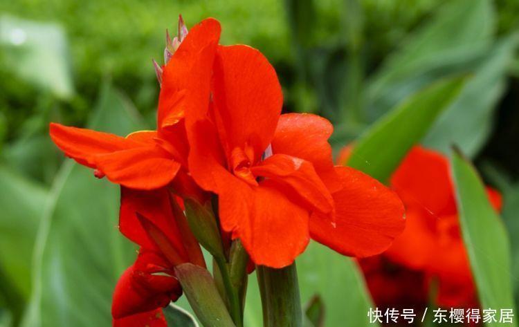 几款漂亮花,花朵多又艳花香易打理,对待新手很友好