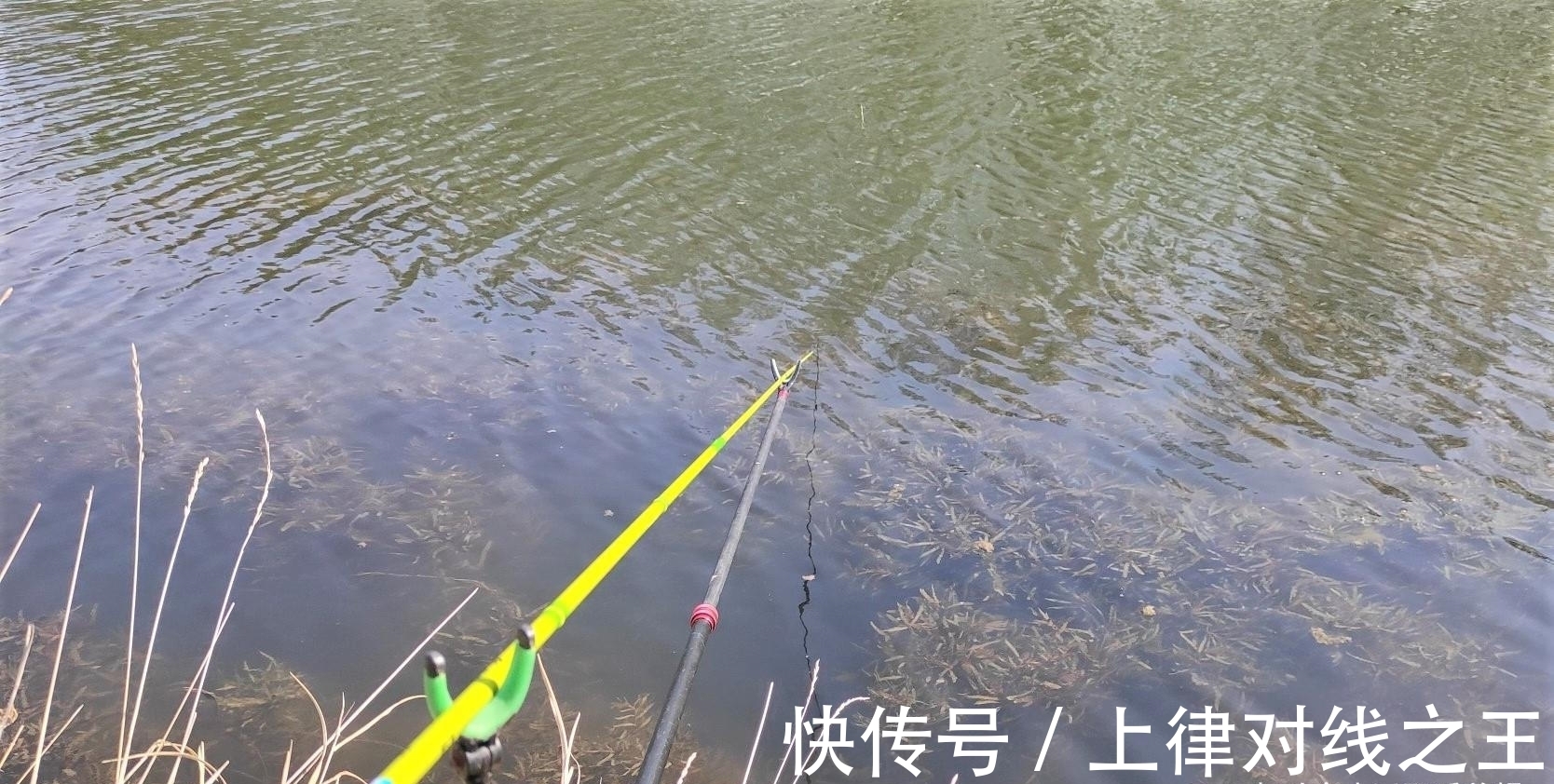 降温天鲫鱼怎么钓?掌握好这两点,大板鲫连竿不再难