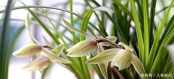 每年春天对兰花做这件事,兰花根壮叶绿,年年开花。