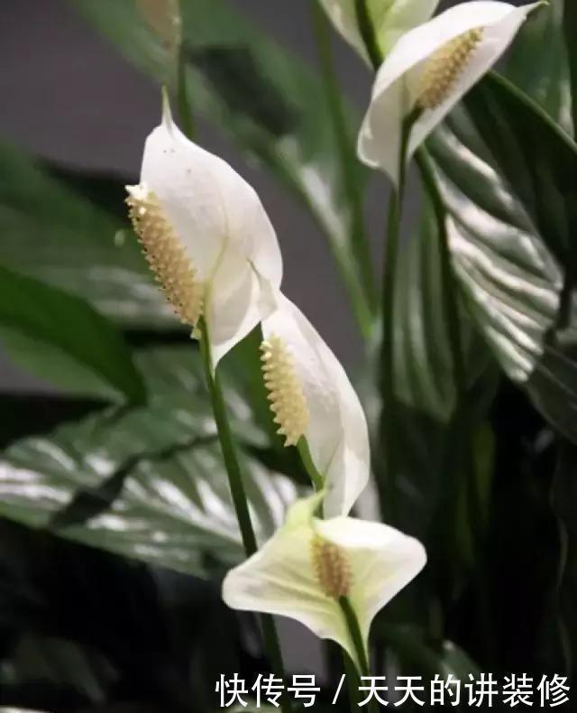 白鹤芋|一帆风顺叶子发蔫了,简单3个小技巧,叶片绿油油,花朵开不停