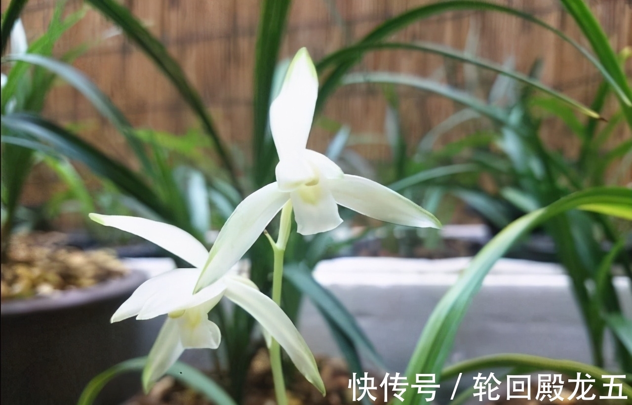 这2款兰花,是无法超越的“经典”,价格便宜,但是性价比却很高