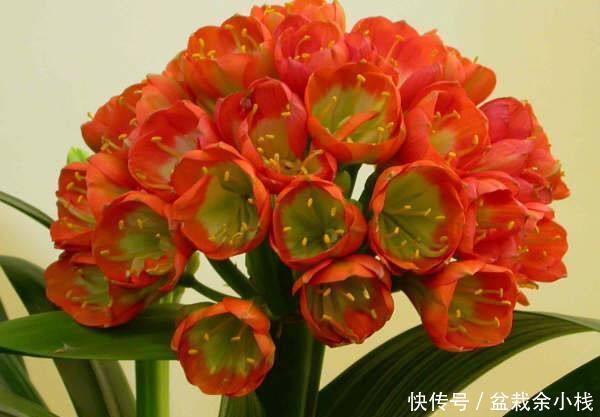 水溶液|君子兰疯长,冒出5根花箭,是2种肥的功劳,养啥都旺