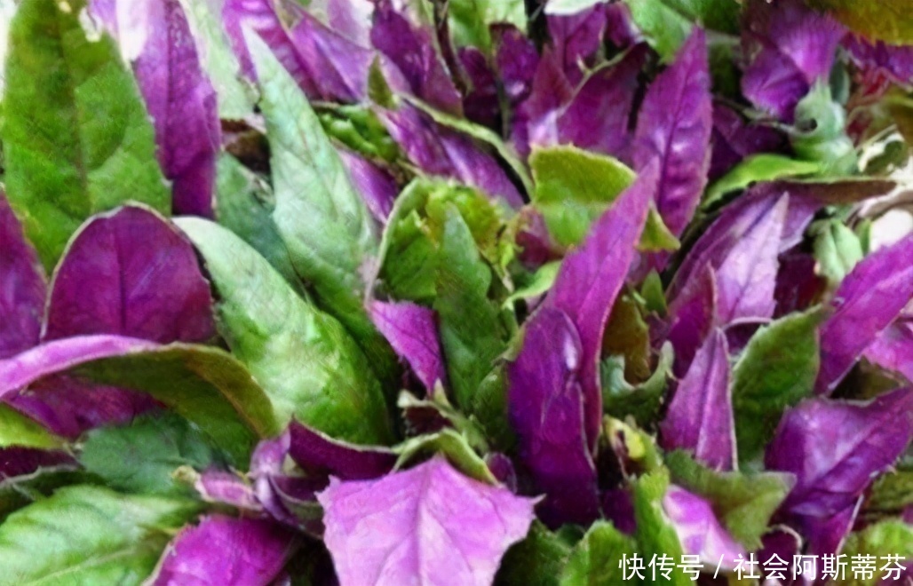 女性“会吃”才健康，冬天多吃3种养生菜，排毒养颜还瘦身