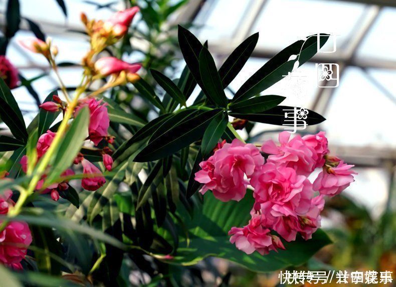 伤口|8种花“有毒”，你家可能就有一盆，养护需小心