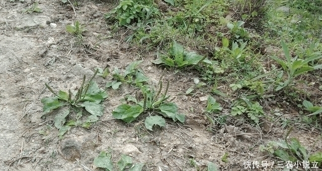野草|人称“尿床草”，生于路旁，但价值很高，路过请尽量不要踩踏