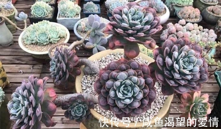 养多肉都喜欢大老桩?这10个品种全是“大粗腿”,越养越好看!