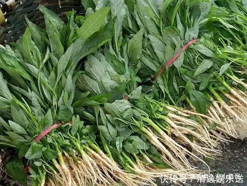 野生蔬菜|农村里的“长寿菜”，含钙量比普通蔬菜更高，以后遇到不要错过