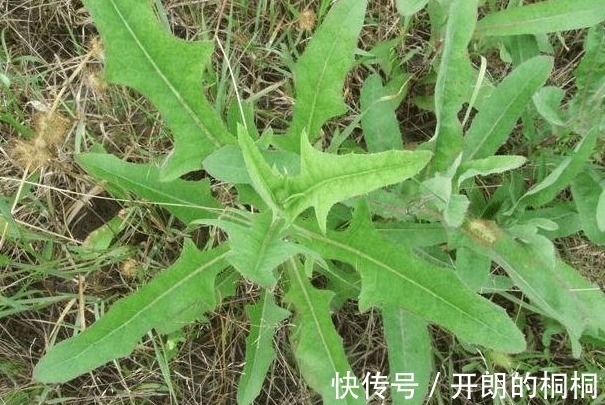 药材|猪都不愿吃的野草，原来是名贵药材苦麻草也叫“护肝草”