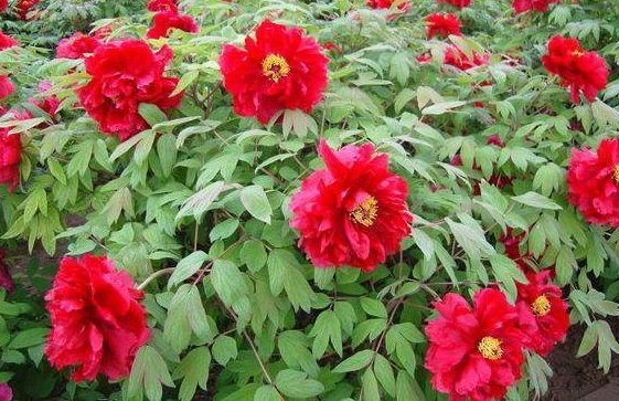 新手养花，不如养盆花中精品“芳纪”，花色纯正，香味浓郁