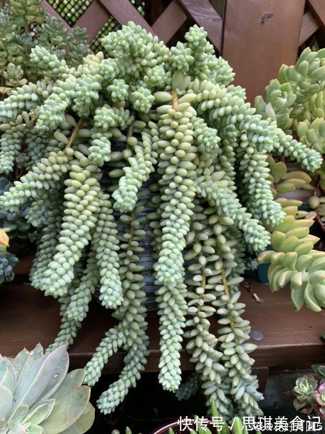 酥皮鸭|十几年的多肉“妖精”,自然老桩头,造型太美