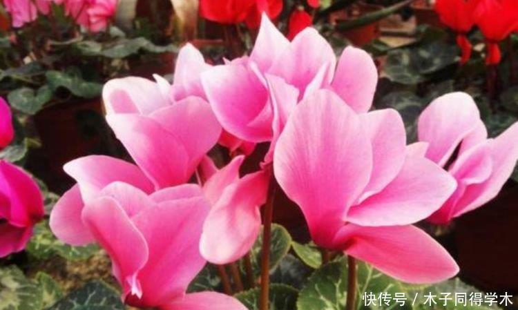 4种花好养易活,旺财又养人,开花喜庆又好养,满屋飘香!