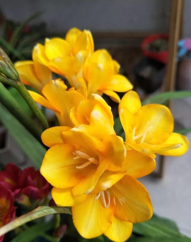 别让这花长太高，小心变成“韭菜”，再也不开花