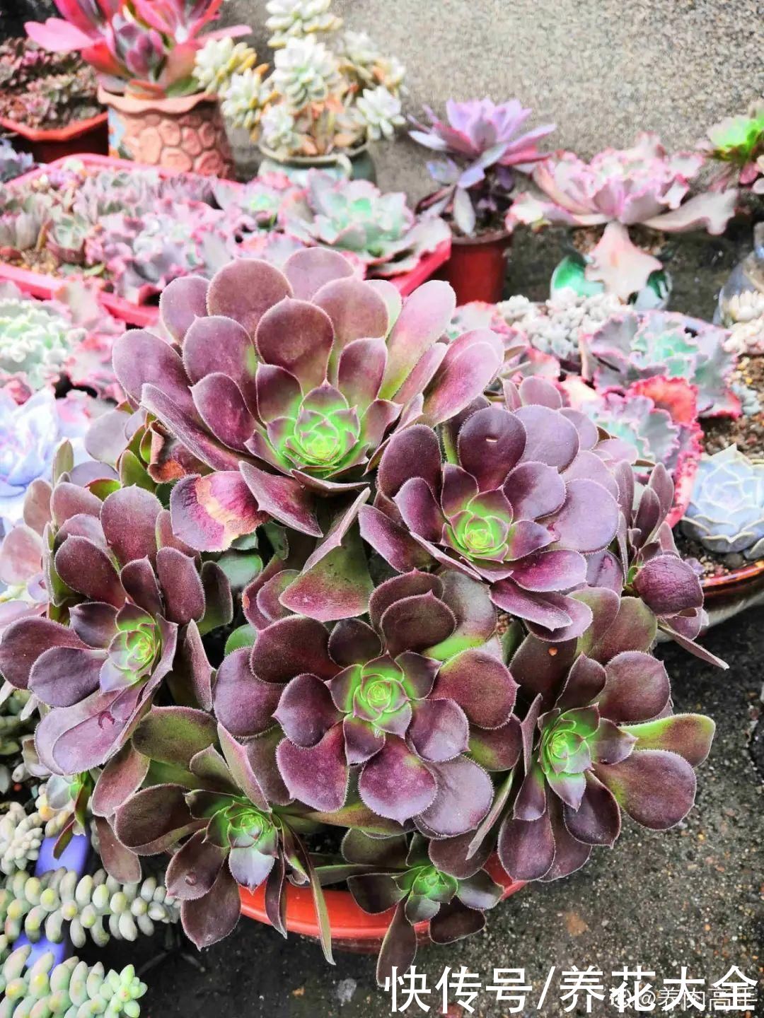 春天的多肉,长成一把大大扇子,看着就是爽