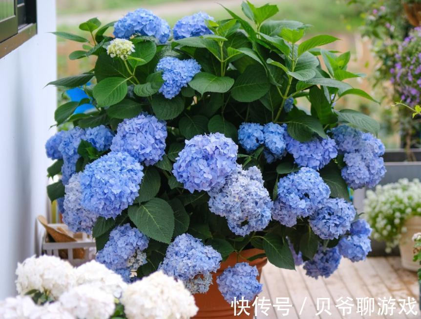 绣球花盆栽 到了11 12月 该怎么养殖 粉紫色 绣球花盆栽 到了11 12月 该怎么养殖 粉紫色