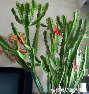 这“3种花”最好扦插，“掰枝条”插土里就能活，花友看了都羡慕