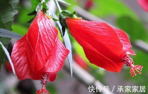 花海|农历7月12号起,最适合养这些花,阳台开成花海,开花勤还爱爆盆