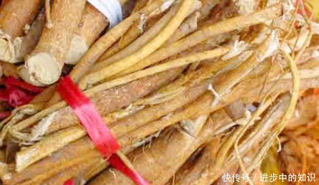 炖鸡汤时,加一根这种野生“树根”,越炖越香,还有浓浓的奶香味