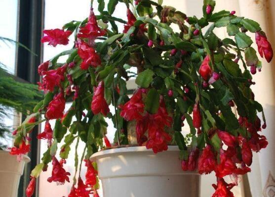 蟹爪兰开完后，7天喷次“促花水”，40天后又“爆盆”，开完还开