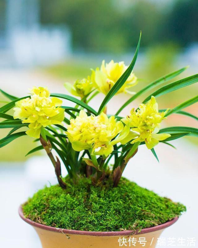 兰花释放三个求救信号,赶紧翻盆,动作慢“有隐患”容易收空盆
