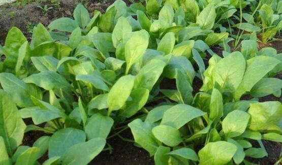 近视|多给孩子吃一宝,再贵也不要省,孩子远离近视,身高蹭蹭的长