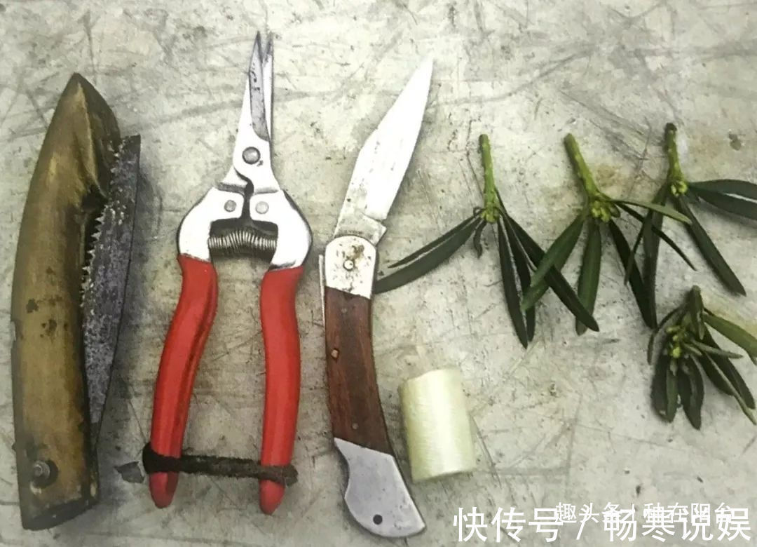 罗汉松芽接案例分享，台长教你玩出别出心裁的岭南盆景！